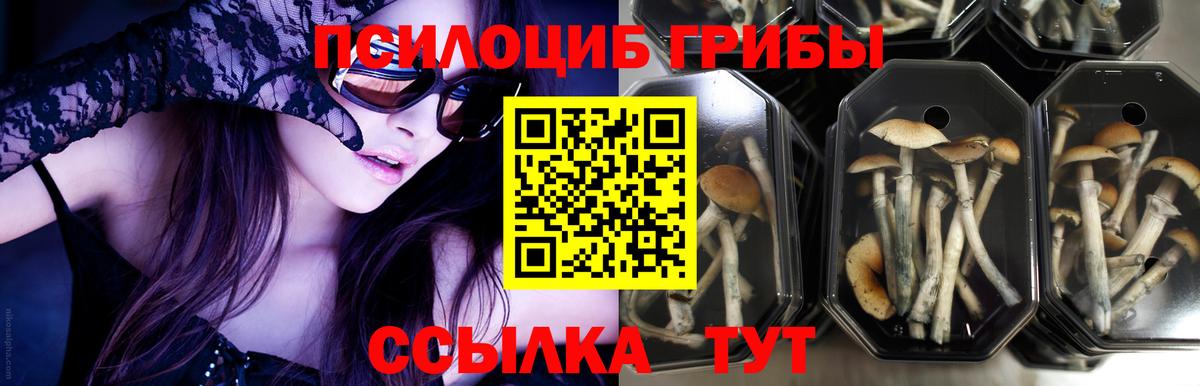 Псилоцибиновые грибы Cubensis  купить  цена  Красноперекопск  Вход с VPN 